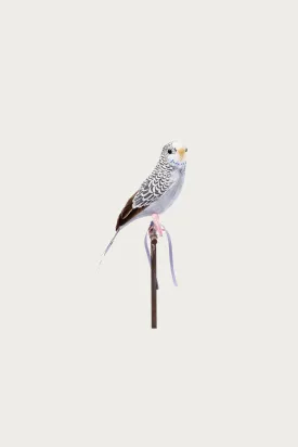 Budgie - Gray