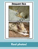 Fennec Fox Read Write Color